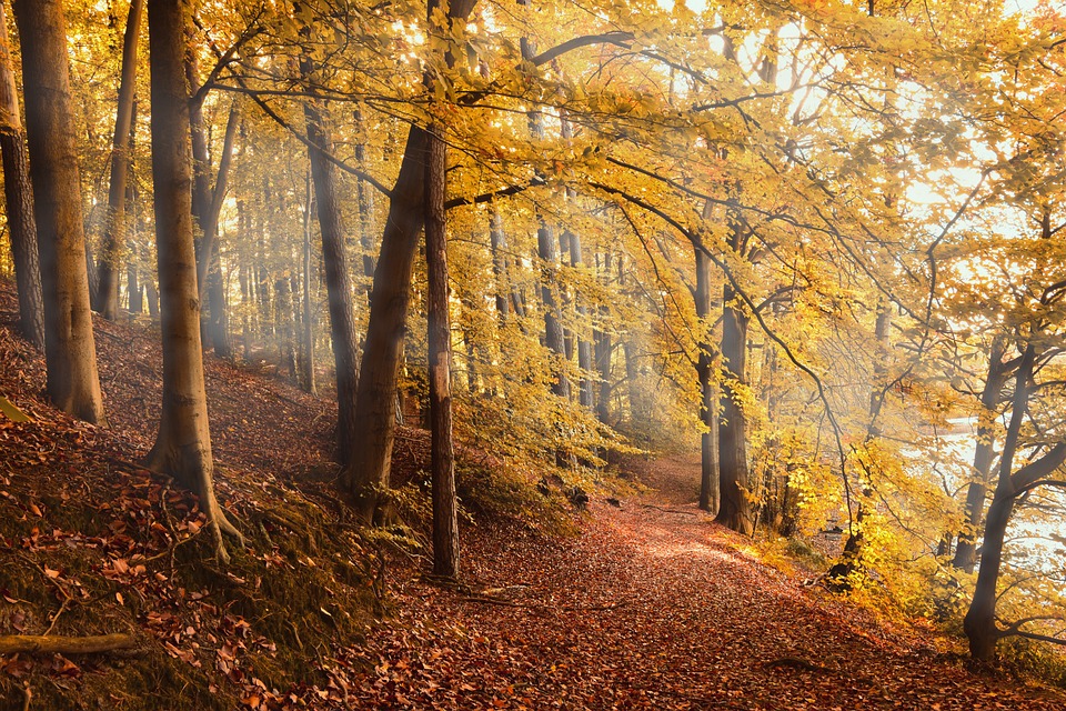 Dekoratives Bild Weinprobe | Herbstwald