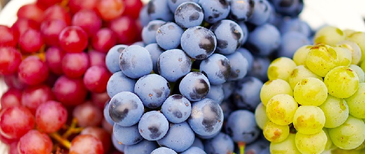 Dekoratives Bild Weinprobe | Weintrauben in 3 Farben