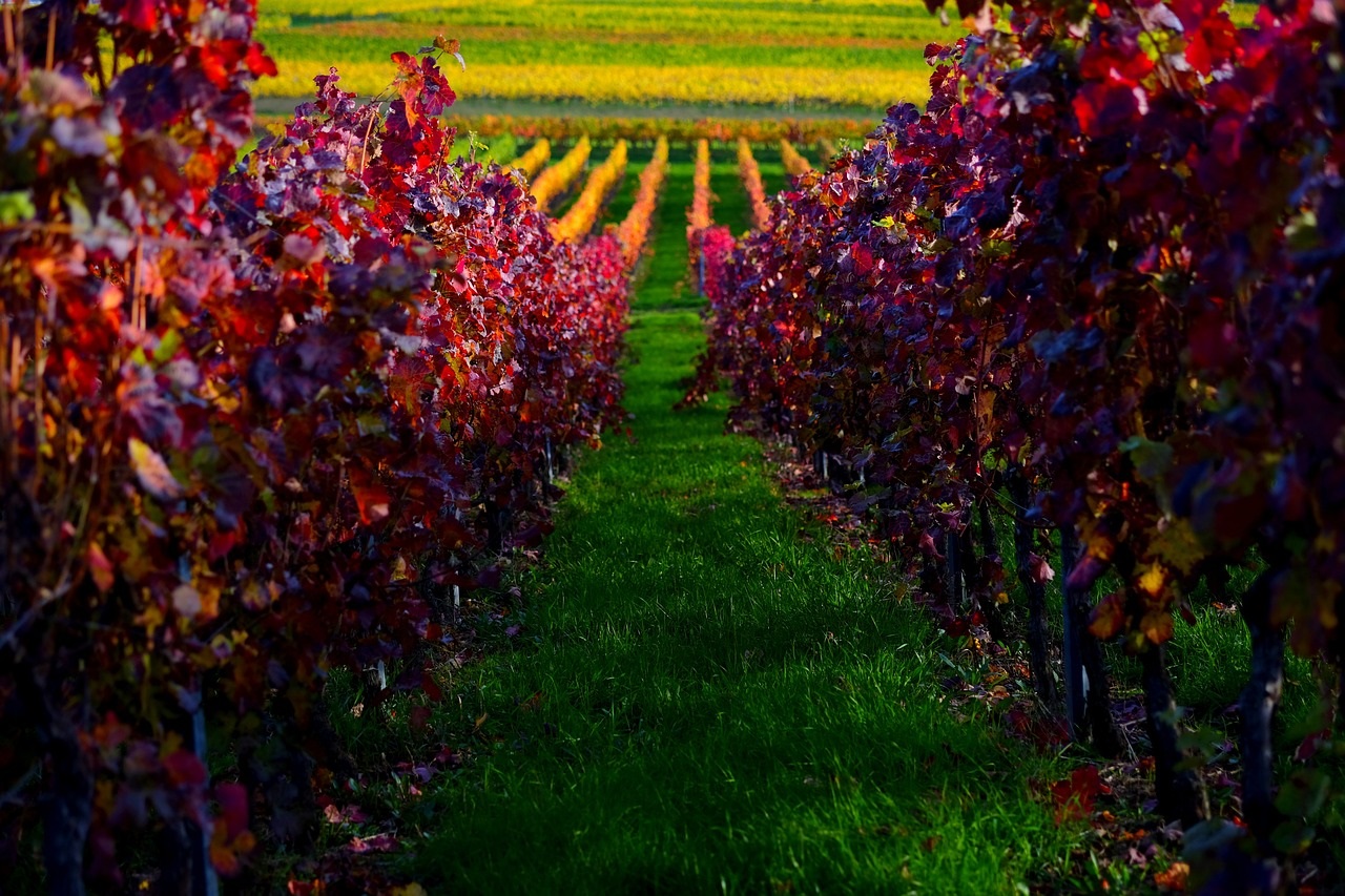 Dekoratives Bild Weinprobe | Herbstlicher Weinberg