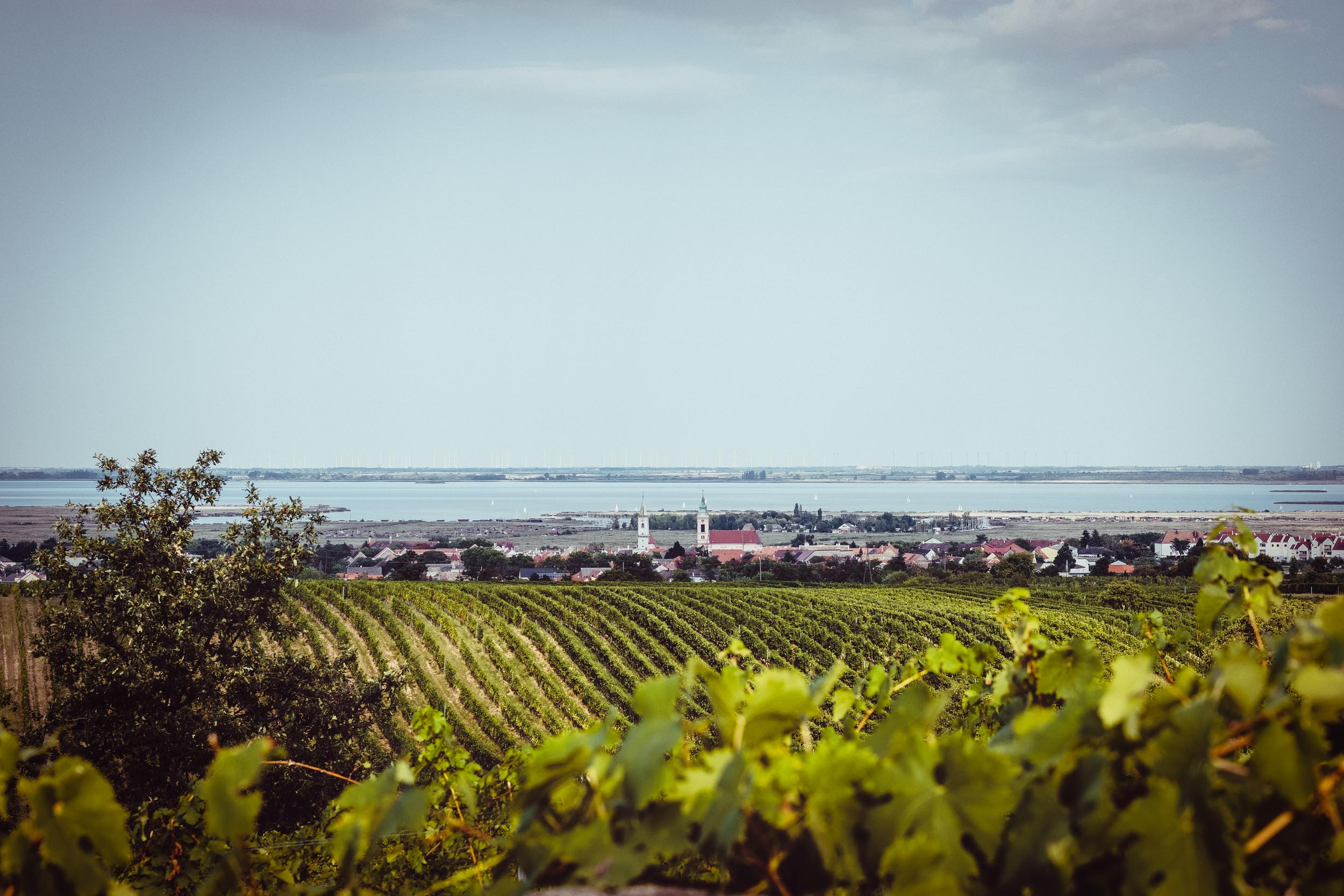 Dekoratives Bild Weinprobe | Panorama-Foto Neusiedlersee